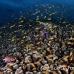 anthias_lr_mb_h_0603_png3152.jpg